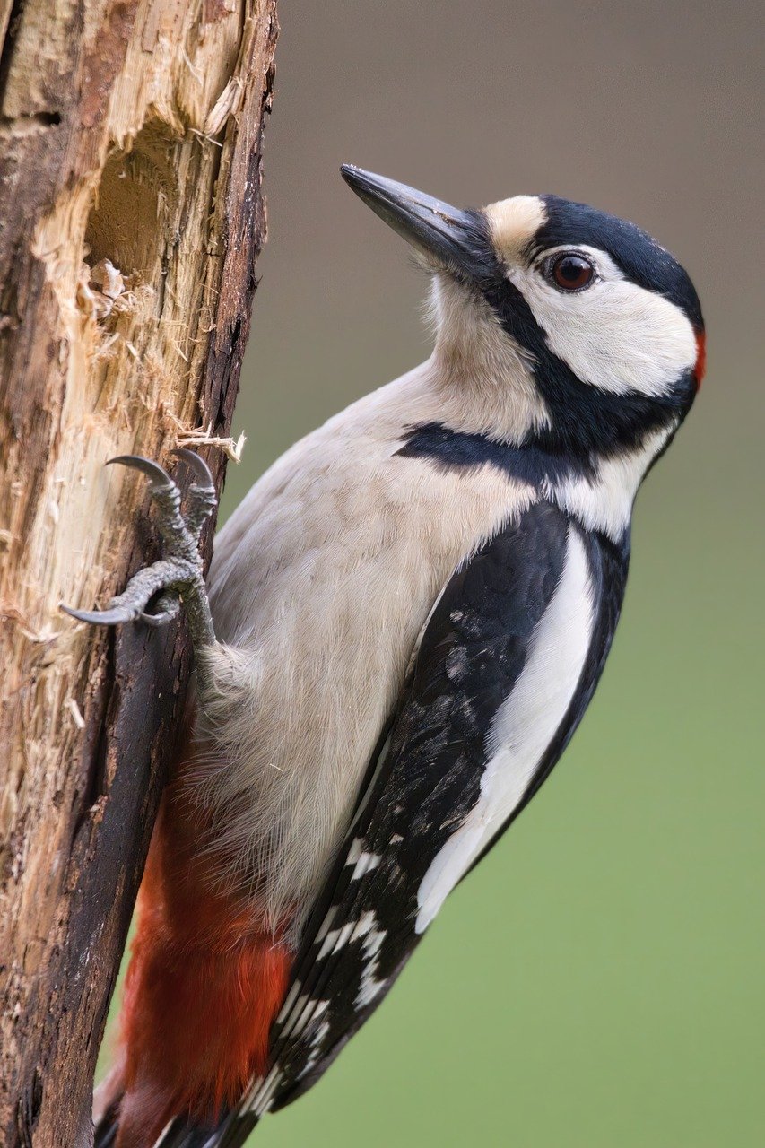great spotted woodpecker, nuthatch, bird-8024806.jpg